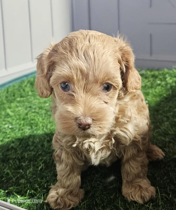 Beauty  – Cavapoo puppy for sale in Sulphur Springs, TX