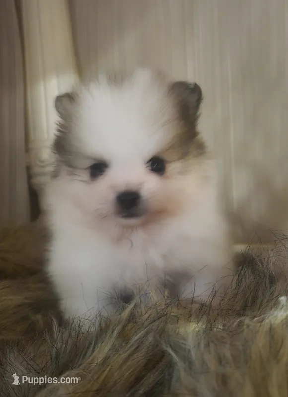 Buster – Pomeranian puppy for sale in Sulphur Springs, TX