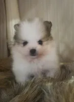 Buster, a male Pomeranian for sale in Sulphur Springs, TX – 1 of 4