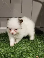 Sassy, a female Pomeranian for sale in Sulphur Springs, TX – 5 of 7