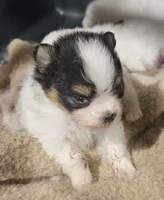 Buster, a male Pomeranian for sale in Sulphur Springs, TX – 2 of 3
