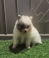 Singer, a female Pomeranian for sale in Sulphur Springs, TX – 4 of 4