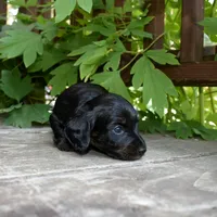 Harriet - AKC Long-haired Mini Dachshund, a female Miniature Dachshund for sale in Fairfield, ME – 2 of 6