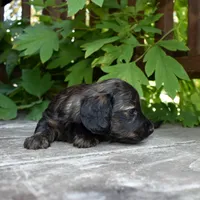 Ruth - AKC Long-haired Mini Dachshund, a female Miniature Dachshund for sale in Fairfield, ME – 5 of 5