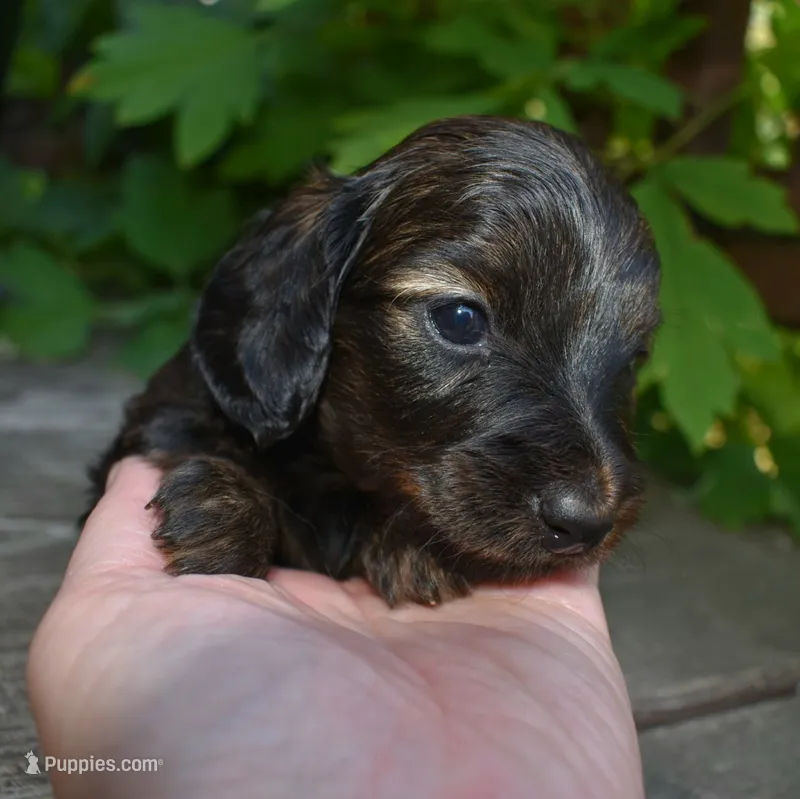 Ruth - AKC Long-haired Mini Dachshund – Miniature Dachshund puppy on hold in Fairfield, ME