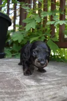 Otis - AKC Long-haired Mini Dachshund, a male Miniature Dachshund for sale in Fairfield, ME – 2 of 7