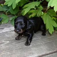 Otis - AKC Long-haired Mini Dachshund, a male Miniature Dachshund for sale in Fairfield, ME – 6 of 7
