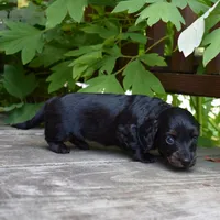 Harriet - AKC Long-haired Mini Dachshund, a female Miniature Dachshund for sale in Fairfield, ME – 3 of 6