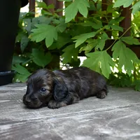 Ruth - AKC Long-haired Mini Dachshund, a female Miniature Dachshund for sale in Fairfield, ME – 3 of 5