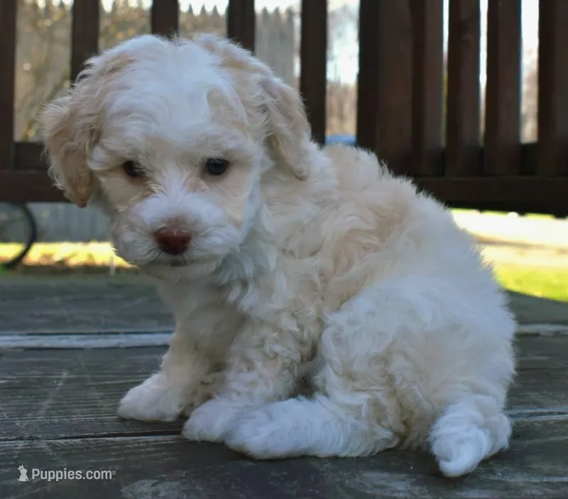 Mulan - AKC Mini Poodle – Poodle - Miniature  puppy on hold in Fairfield, ME