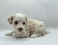 Mulan - AKC Mini Poodle, a female Poodle - Miniature  for sale in Fairfield, ME – Photo 5 of 5