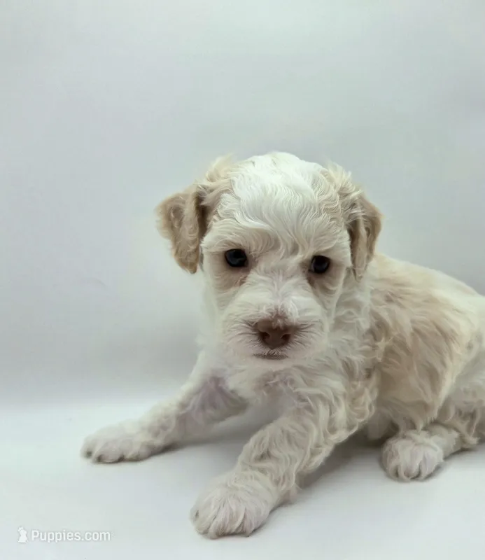 Mulan - AKC Mini Poodle – Poodle - Miniature  puppy for sale in Fairfield, ME