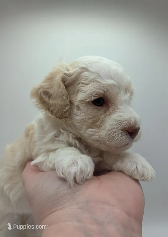 Mulan - AKC Mini Poodle – Poodle - Miniature  puppy for sale in Fairfield, ME