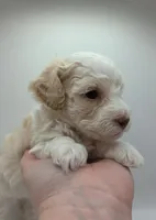 Mulan - AKC Mini Poodle, a female Poodle - Miniature  for sale in Fairfield, ME – Photo 2 of 5