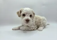 Mulan - AKC Mini Poodle, a female Poodle - Miniature  for sale in Fairfield, ME – Photo 3 of 5