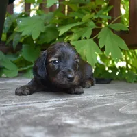 Ruth - AKC Long-haired Mini Dachshund, a female Miniature Dachshund for sale in Fairfield, ME – 2 of 5