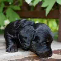 Harriet - AKC Long-haired Mini Dachshund, a female Miniature Dachshund for sale in Fairfield, ME – 5 of 6