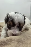 Belle - AKC Mini Poodle, a female Poodle - Miniature  for sale in Fairfield, ME – Photo 6 of 6