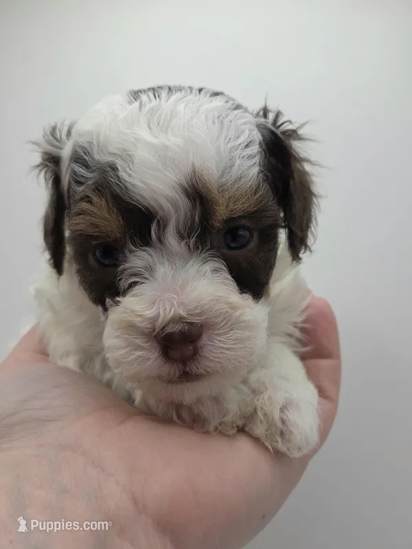 Belle - AKC Mini Poodle – Poodle - Miniature  puppy on hold in Fairfield, ME