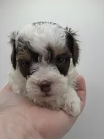 Belle - AKC Mini Poodle, a female Poodle - Miniature  for sale in Fairfield, ME – Photo 1 of 6