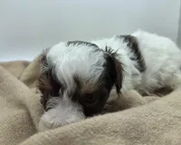 Belle - AKC Mini Poodle, a female Poodle - Miniature  for sale in Fairfield, ME – Photo 5 of 6