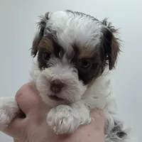 Belle - AKC Mini Poodle, a female Poodle - Miniature  for sale in Fairfield, ME – Photo 3 of 6