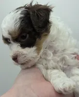 Belle - AKC Mini Poodle, a female Poodle - Miniature  for sale in Fairfield, ME – Photo 2 of 6