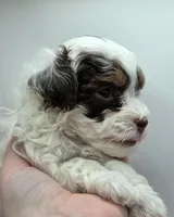 Belle - AKC Mini Poodle, a female Poodle - Miniature  for sale in Fairfield, ME – Photo 4 of 6