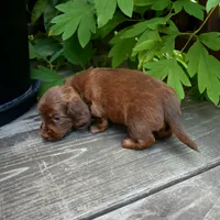 Pauli - AKC Long-haired Mini Dachshund, a male Miniature Dachshund for sale in Fairfield, ME – 5 of 6