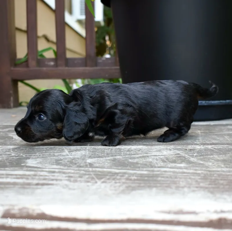 Harriet - AKC Long-haired Mini Dachshund – Miniature Dachshund puppy for sale in Fairfield, ME
