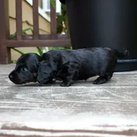 Harriet - AKC Long-haired Mini Dachshund, a female Miniature Dachshund for sale in Fairfield, ME – 1 of 6