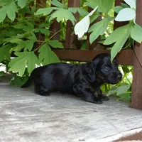 Abigail - AKC Long-haired Mini Dachshund, a female Miniature Dachshund for sale in Fairfield, ME – 5 of 6