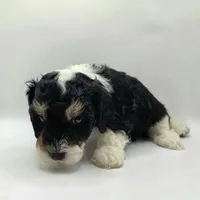 Ariel - AKC Mini Poodle, a female Poodle - Miniature  for sale in Fairfield, ME – Photo 4 of 4