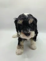 Ariel - AKC Mini Poodle, a female Poodle - Miniature  for sale in Fairfield, ME – Photo 1 of 4