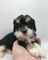 Ariel - AKC Mini Poodle, a female Poodle - Miniature  for sale in Fairfield, ME – Photo 2 of 4