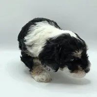 Ariel - AKC Mini Poodle, a female Poodle - Miniature  for sale in Fairfield, ME – Photo 3 of 4