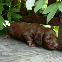 Pauli - AKC Long-haired Mini Dachshund, a male Miniature Dachshund for sale in Fairfield, ME – 2 of 6