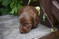 Pauli - AKC Long-haired Mini Dachshund, a male Miniature Dachshund for sale in Fairfield, ME – 4 of 6
