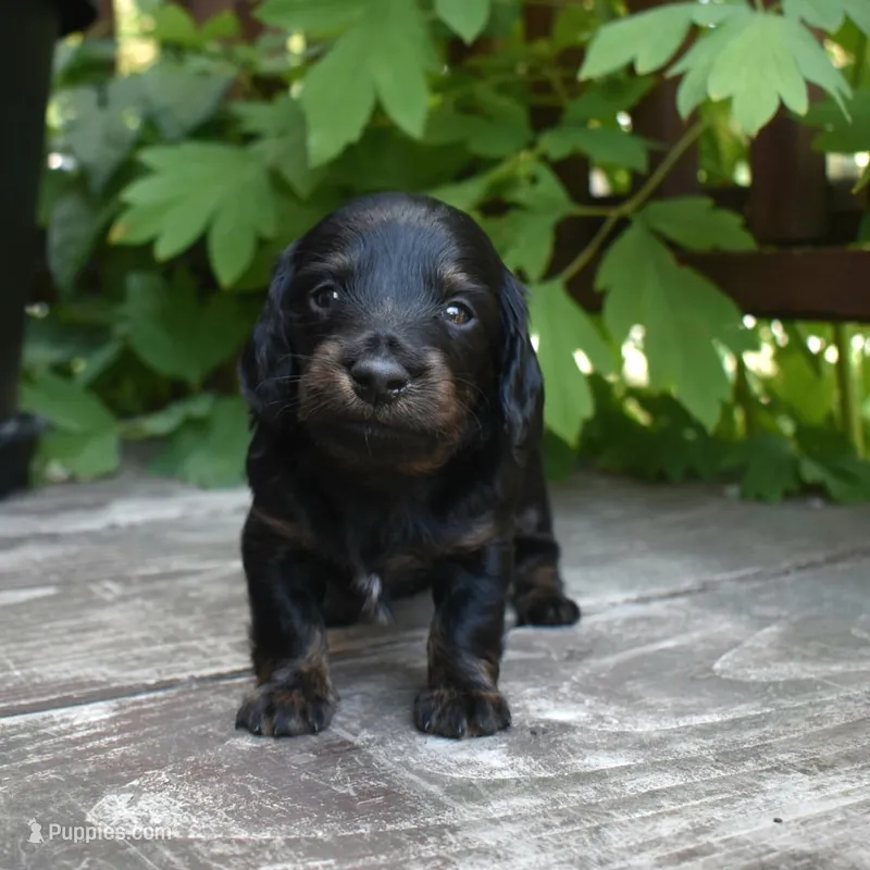 Otis - AKC Long-haired Mini Dachshund – Miniature Dachshund puppy for sale in Fairfield, ME