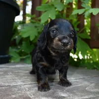 Otis - AKC Long-haired Mini Dachshund, a male Miniature Dachshund for sale in Fairfield, ME – 5 of 7