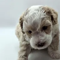 Cinderella- AKC Mini Poodle, a female Poodle - Miniature  for sale in Fairfield, ME – Photo 5 of 5