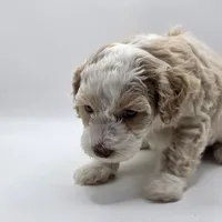 Cinderella- AKC Mini Poodle, a female Poodle - Miniature  for sale in Fairfield, ME – Photo 4 of 5