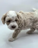 Cinderella- AKC Mini Poodle, a female Poodle - Miniature  for sale in Fairfield, ME – Photo 3 of 5