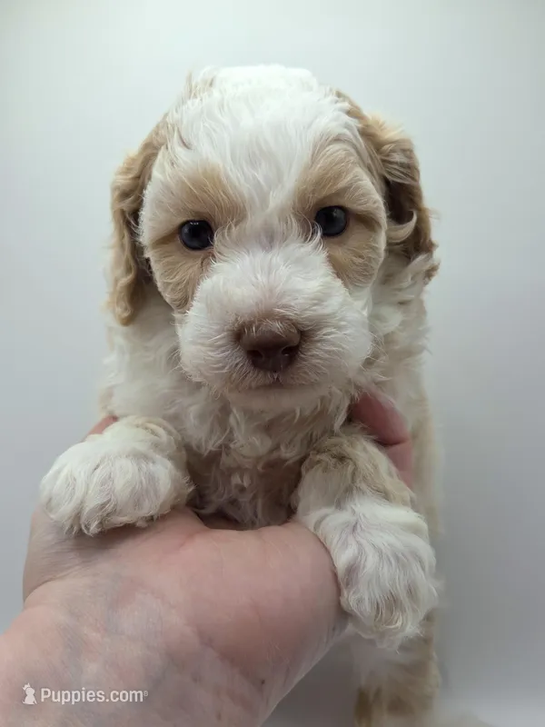 Cinderella- AKC Mini Poodle – Poodle - Miniature  puppy for sale in Fairfield, ME