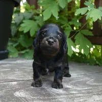 Otis - AKC Long-haired Mini Dachshund, a male Miniature Dachshund for sale in Fairfield, ME – 7 of 7