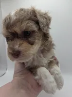 Aurora - AKC Mini Poodle, a female Poodle - Miniature  for sale in Fairfield, ME – Photo 3 of 4