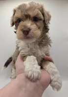 Aurora - AKC Mini Poodle, a female Poodle - Miniature  for sale in Fairfield, ME – Photo 2 of 4