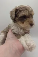 Aurora - AKC Mini Poodle, a female Poodle - Miniature  for sale in Fairfield, ME – Photo 4 of 4