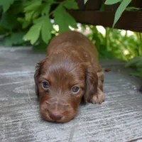Pauli - AKC Long-haired Mini Dachshund, a male Miniature Dachshund for sale in Fairfield, ME – 6 of 6