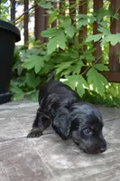 Otis - AKC Long-haired Mini Dachshund, a male Miniature Dachshund for sale in Fairfield, ME – 3 of 7